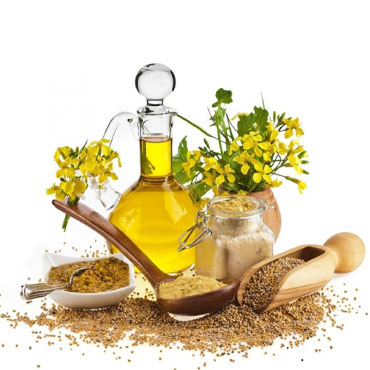  ajwain oil manufacturing & export company in noida
