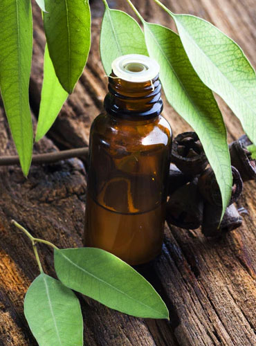 100% pure eucalyptus oil Noida
